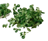 Bio-Feldsalat von demeter, tegut... im aktuellen tegut Prospekt für 1,99 €