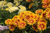 Promo Marguerite d'Automne à 2,99 € dans le catalogue Gamm vert à Saint-Genest-sur-Roselle