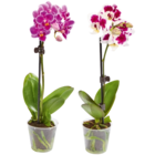 Aktuelle Orchidee Angebote bei Netto Marken-Discount in Hannover Aktuelles Mini Orchideen Angebot bei Netto Marken-Discount in Hannover ab 3,99 €