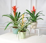 Mixte bromelias en promo chez Hyper U Lens à 9,99 €