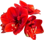 Schnittamaryllis mit Eukalyptus im Pflanzen Kölle Prospekt Schnittamaryllis mit Eukalyptus von im aktuellen Pflanzen Kölle Prospekt für 3,99 €