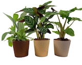 Plante verte en promo à 7,99 € chez Carrefour Plante verte dans le catalogue Carrefour