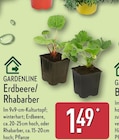 Erdbeere oder Rhabarber Angebote von GARDENLINE bei ALDI Nord Bottrop für 1,49 €