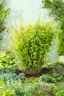 Bambou fargésia "Nitida" dans le catalogue Carrefour