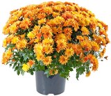 Aktuelles Chrysanthemenbusch XL Angebot bei REWE in Recklinghausen ab 4,99 €