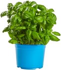 Bio Basilikum Angebote von REWE Bio bei REWE Mönchengladbach für 1,59 €