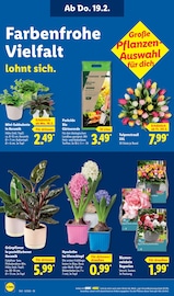 Aktueller Lidl Prospekt mit Pflanzen, "LIDL LOHNT SICH", Seite 24