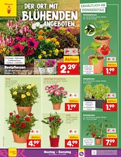 Pflanzen im Netto Marken-Discount Prospekt in Gladbeck Aktueller Netto Marken-Discount Prospekt mit Pflanzen, "Aktuelle Angebote", Seite 14