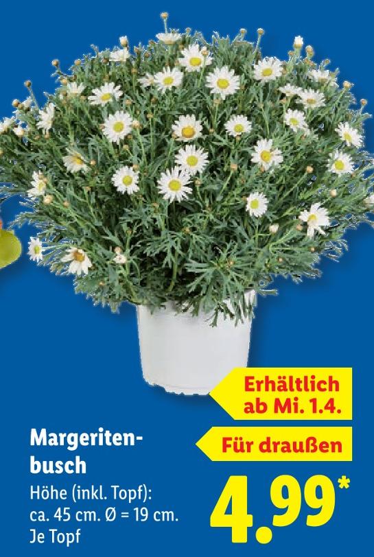 Margeritenbusch