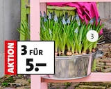 Traubenhyazinthen bei Blumen Ostmann im Bad Zwischenahn Prospekt für 1,99 €