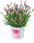 Aktuelle Blumen Angebote bei Netto Marken-Discount in Hamburg Aktuelles Nelken Angebot bei Netto Marken-Discount in Hamburg ab 2,22 €