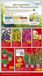 Grünpflanzen Angebot im aktuellen toom Baumarkt Prospekt auf Seite 6