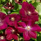 Clematis für 3,99 € bei Thomas Philipps im Angebot Clematis im aktuellen Thomas Philipps Prospekt