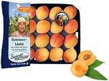 Aprikosen im Angebot bei REWE in Filderstadt Aprikosen Angebote von SanLucar bei REWE Filderstadt für 2,99 €