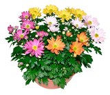 Coupe de chrysanthème dans le catalogue Carrefour
