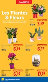 Cactus Angebote im Prospekt "Fan de l'été" von Lidl Cactus Angebote im Prospekt "Fan de l'été" von Lidl auf Seite 28