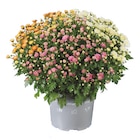 Chrysanthemenbusch-Trio Angebote bei Lidl Wuppertal für 3,99 €