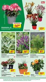 Blumen im aktuellen toom Baumarkt Prospekt (Oberhausen) Blumen im toom Baumarkt Prospekt "Respekt, wer's selber macht." mit 30 Seiten (Oberhausen)