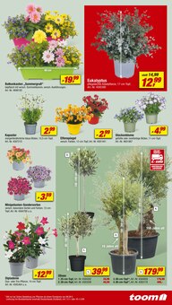 Blumen im toom Baumarkt Prospekt "Respekt, wer's selber macht." mit 26 Seiten (Bergisch Gladbach)