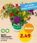 Bunter Pflanzenmix im Penny-Markt Prospekt Bunter Pflanzenmix im aktuellen Penny-Markt Prospekt für 2,49 €