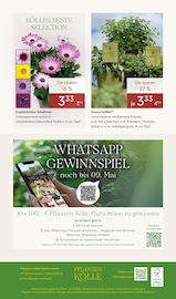 Margeriten Angebote im Prospekt "FRÜHLING ERLEBEN" von Pflanzen Kölle auf Seite 16