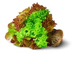 Deutsches Salat-Trio mit Wurzeln Angebote von Ьфкледшуиу bei Penny Neu-Ulm für 1,00 €