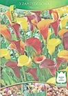 Zantedeschia Calla Mischung für 3,79 € bei Thomas Philipps im Angebot Zantedeschia Calla Mischung im aktuellen Thomas Philipps Prospekt