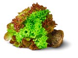 Bunte Salate mit Wurzel Angebote bei Penny-Markt Saarbrücken für 1,00 €