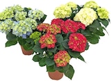 Hortensie im aktuellen REWE Prospekt