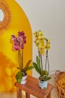 Orchidée Phalaenopsis (h) en promo chez Carrefour Market Courbevoie à 9,99 €