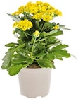 Kalanchoe-Mix Angebot in Untermünkheim Kalanchoe-Mix im aktuellen Prospekt bei Thomas Philipps in Untermünkheim