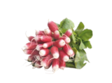 Aldi Coadout - Promo Radis roses botte Promo Radis roses botte à 0,69 € dans le catalogue Aldi à Coadout