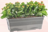 Jardinière Kalanchoé - Botanic à Saint-Maur-des-Fossés Jardinière Kalanchoé en promo chez Botanic Saint-Maur-des-Fossés à 14,99 €