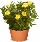 Rosen Busch im Angebot bei Netto Marken-Discount in Rastatt Rosen Busch Angebote bei Netto Marken-Discount Rastatt für 4,99 €