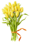 Tulpenstrauß XL Angebote bei Kaufland Pirna für 5,99 €