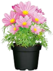Schmuckkörbchen Cosmea für 3,49 € bei Hellweg im Angebot Schmuckkörbchen Cosmea im aktuellen Hellweg Prospekt