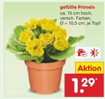 Aktuelles gefüllte Primeln Angebot bei Netto Marken-Discount in Chemnitz ab 1,29 €