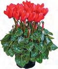 Aktuelles Cyclamen „Alpenveilchen” Angebot bei Netto mit dem Scottie in Dresden ab 1,99 €