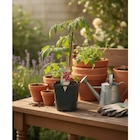 Plant potager greffé - Carrefour à Marseille Plant potager greffé en promo chez Carrefour Marseille à 5,99 €