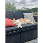 Mousseline pour chats Gourmet Révélations - PURINA - Carrefour Market Mousseline pour chats Gourmet Révélations - PURINA à 2,74 € dans le catalogue Carrefour Market