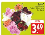Dahlien im Angebot bei EDEKA in Gera Dahlien Angebote bei EDEKA Gera für 3,49 €