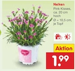 Nelken für 1,99 € bei Netto Marken-Discount im Angebot Nelken im aktuellen Netto Marken-Discount Prospekt