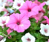 Promo Pétunia à 3,99 € dans le catalogue Ma Jardinerie à Exincourt