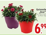 Gartennelke 'Oscar' von  im aktuellen EDEKA Prospekt für 6,99 €