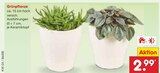 Grünpflanze von  im aktuellen Netto Marken-Discount Prospekt für 2,99 €