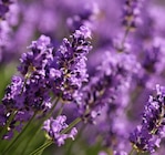 Promo Lavande condimentaire à  dans le catalogue Point Vert à Soumoulou