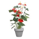 DECOLINES-Pot horticole émaillé gris diamètre 25 cm en promo chez Botanic DECOLINES-Pot horticole émaillé gris diamètre 25 cm dans le catalogue Botanic