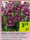 Nelke "Lucky Lips Luna" für 3,59 € bei Pflanzen Kölle im Angebot Nelke "Lucky Lips Luna" im aktuellen Pflanzen Kölle Prospekt