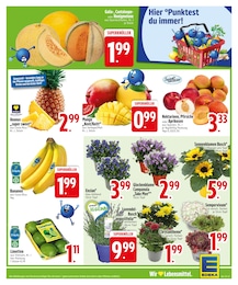 EDEKA Blumen im Prospekt EDEKA Blumen im Prospekt