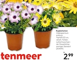 Kapkörbchen Osteospermum ecklonis für 2,99 € bei Hellweg im Angebot Kapkörbchen Osteospermum ecklonis im aktuellen Hellweg Prospekt